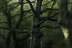 HayHermans_1